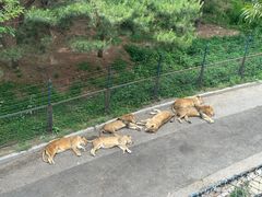 -大连森林动物园