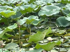 -洛阳市隋唐城遗址植物园