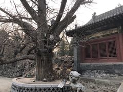-晋祠公园