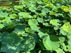 -秋霞圃