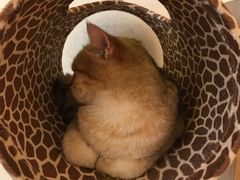 -猫腻·猫咖·撸猫馆(星光大道店)