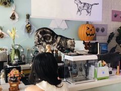 -平行世界·猫咖(首经贸店)