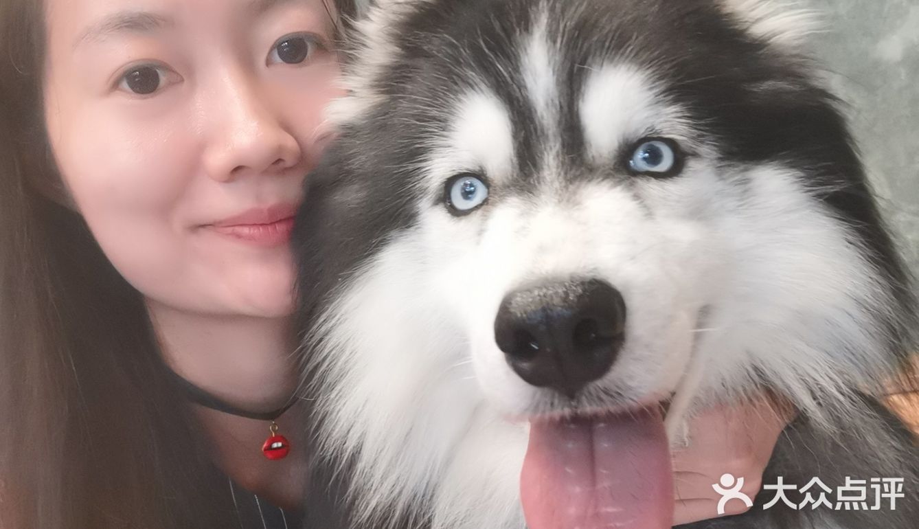哈哈哈士奇，满足你对哈士奇的所有幻想