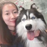 哈哈哈士奇，满足你对哈士奇的所有幻想