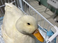 -怪兽屋·羊驼·猫咖·狗咖(俊华广场店)