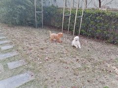 -爱侣宠医·鹦鹉专科·小型哺乳类·异宠专科(灵石路店)