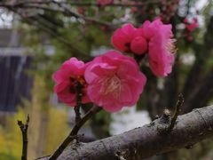 -远洲凤凰山庄臻味全日餐厅