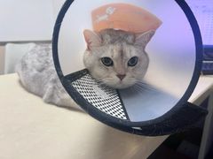 -宠颐生宠物医院外科·内科·皮肤科·影像科(石龙店)