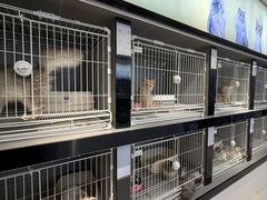 -翊宠yipet猫狗购宠庄园犬舍•猫舍