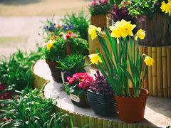 -上海共青森林公园