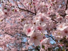 -顾村公园