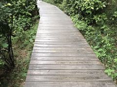 -上海佘山国家森林公园西佘山园