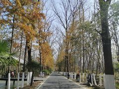 -合肥滨湖国家森林公园