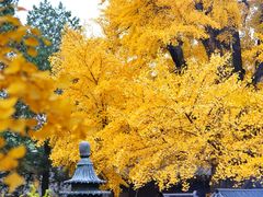 -红螺寺