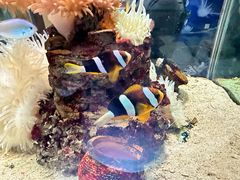 -太平洋海底世界