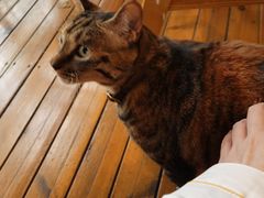 -猫的天空之城概念书店(杭州南宋御街店)