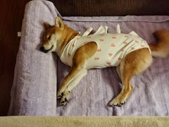 -宠爱国际动物医院· 猫科· 外科·中兽医(长白店)