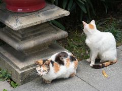 -广州兰圃
