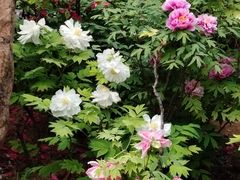 -洛阳市隋唐城遗址植物园