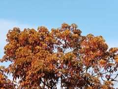 -牛岗山公园