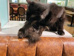 -猫小院猫主题餐厅(三里屯店)