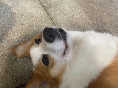 -柯斗斗主题餐厅·狗咖·围炉煮茶·茶饮(国瑞升平里店)