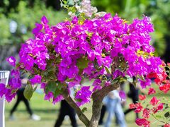 -莲花山公园