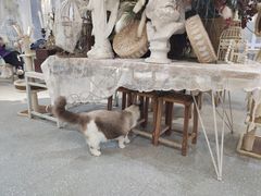 -共舞时光猫咖·狗咖(新街口店)