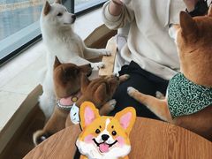 -柴犬小屋·柴餐厅·狗咖食堂(金鼎广场店)