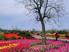 -荷兰花海