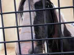 -北京群众马术培训基地