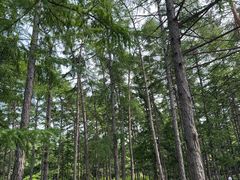 -黑龙江省森林植物园