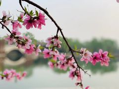 -石家庄市植物园