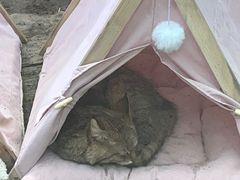 -青藏高原野生动物园