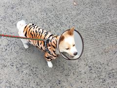 -爱侣宠医·鹦鹉专科·小型哺乳类·异宠专科(灵石路店)