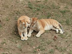 -西霞口神雕山野生动物世界