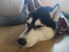 -Husky Go! 哈士奇体验馆·宠物咖啡厅狗咖