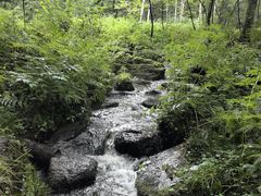 -五营红松林海景区