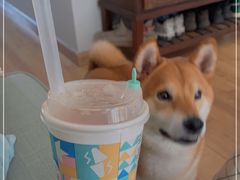 -台盖(群星城店)