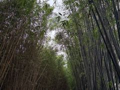 -安仁古镇