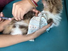 -瑞派申生动物医院·24H夜诊·国际动物医疗中心·骨外科(吴中路店)