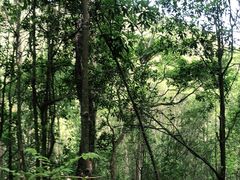 -深圳仙湖植物园