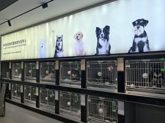 -翊宠yipet猫狗购宠庄园犬舍•猫舍