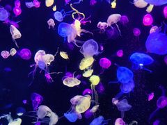 -珠海长隆海洋王国