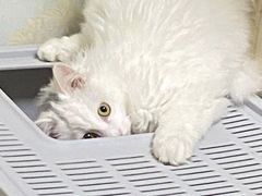 -萌兽医馆·眼科·异宠专科(三里屯店)