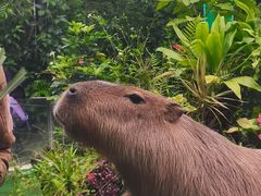 -广州长隆飞鸟乐园