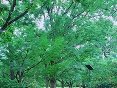 -三鹰之森吉卜力美术馆