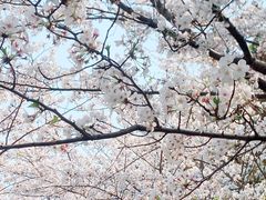 -高东镇樱花园
