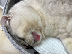 -爱侣·安琦尔宠物医院·中兽医针灸·心内科·狂犬免疫点(宝山区院)