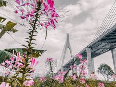 -芒洲湿地公园